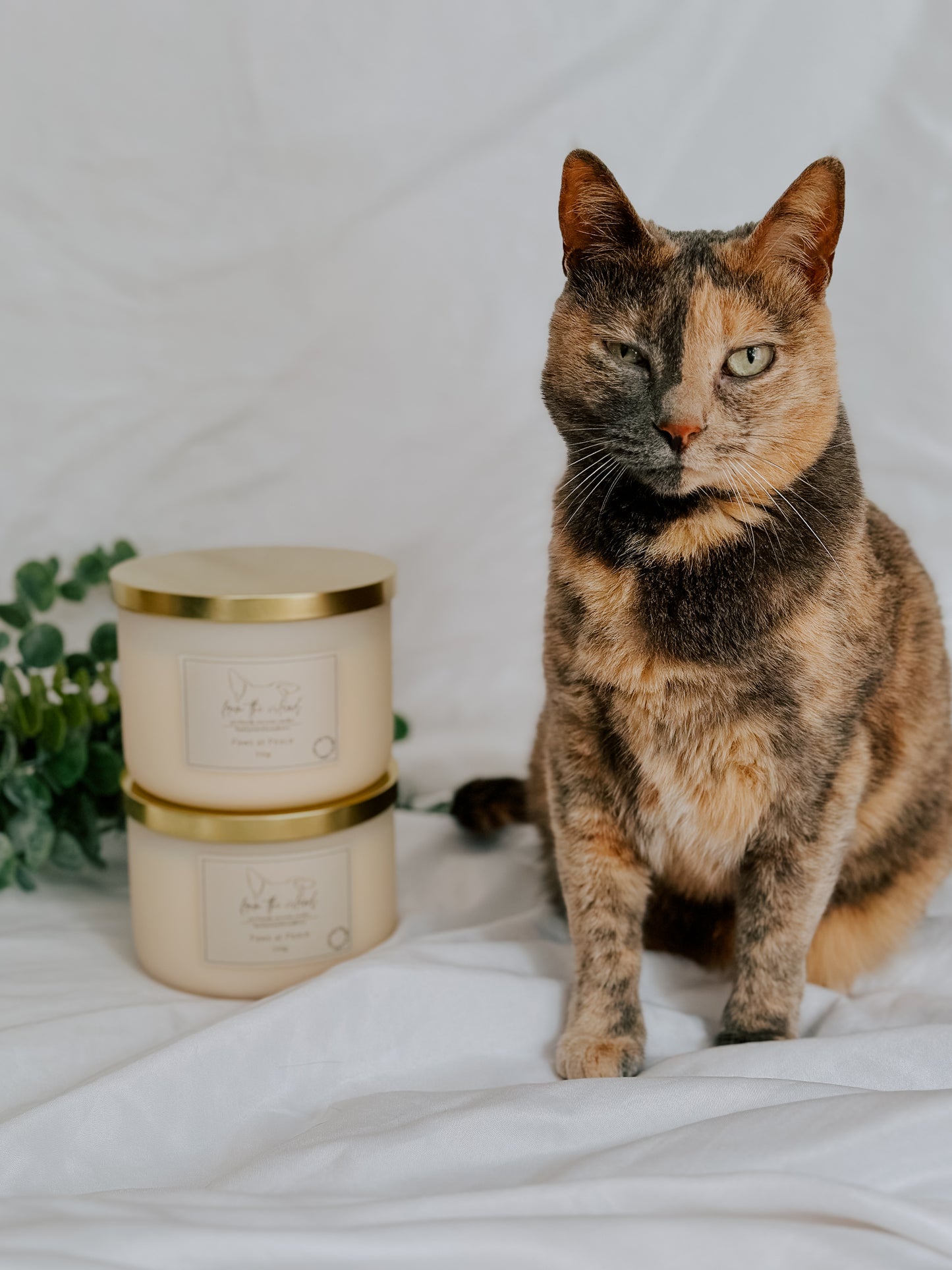 Paws at Peace 550g